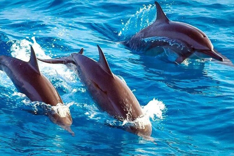 Dolphin Watching Tour