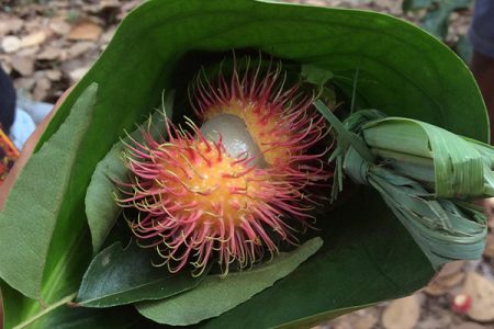 Spice Farm Tour