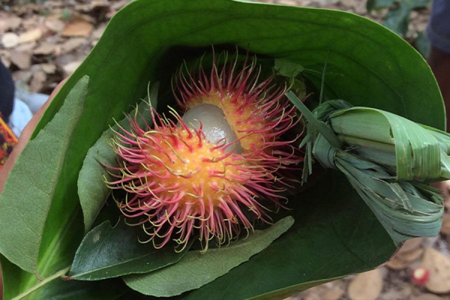Spice Farm Tour