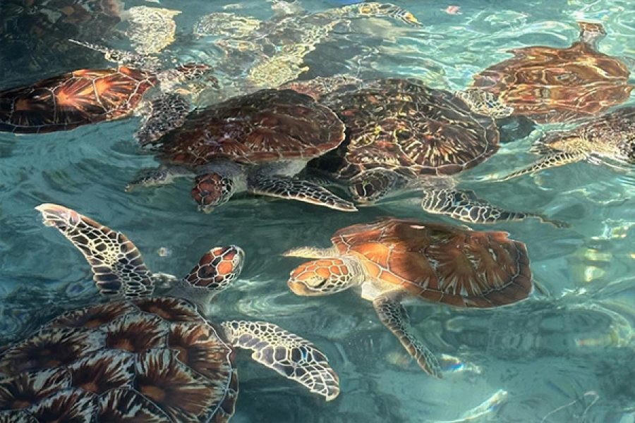 Nungwi Turtle Aquarium Tour